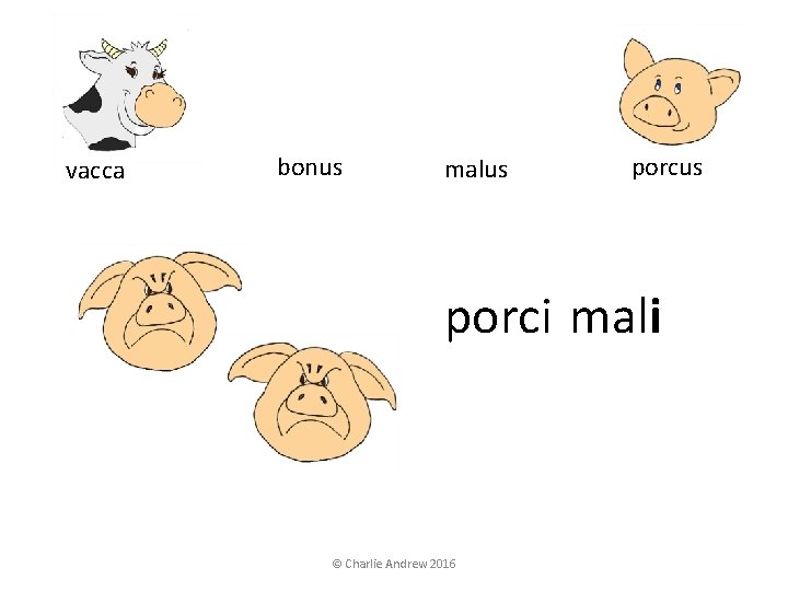vacca bonus malus porci mali © Charlie Andrew 2016 