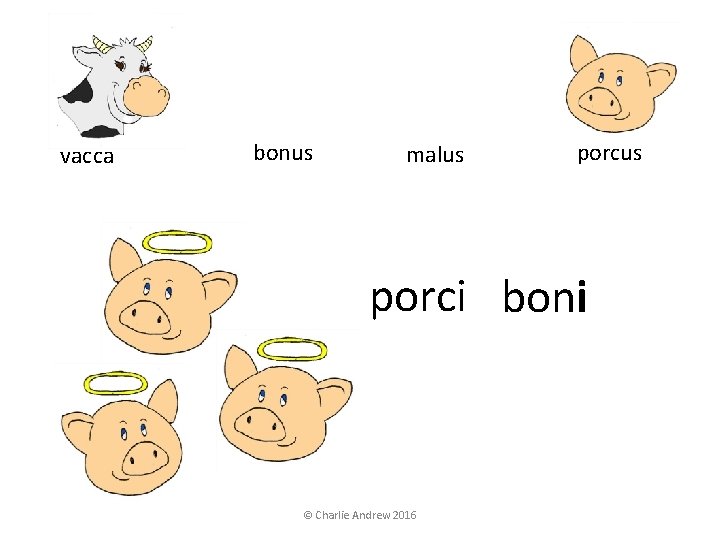 vacca bonus malus porci boni © Charlie Andrew 2016 