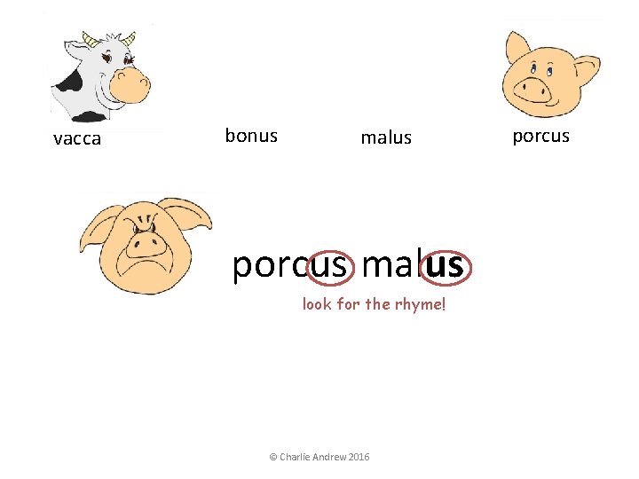 vacca bonus malus porcus malus look for the rhyme! © Charlie Andrew 2016 porcus