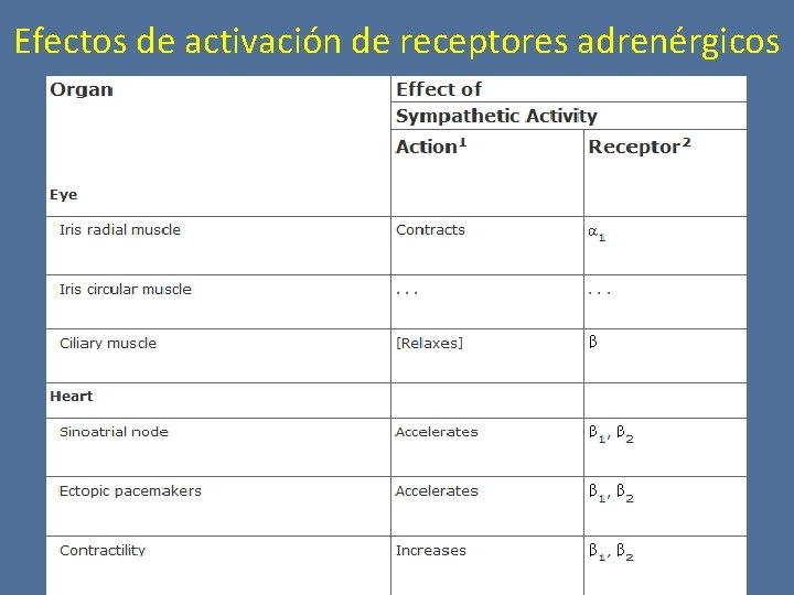 Efectos de activación de receptores adrenérgicos 