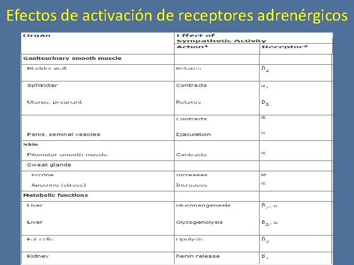 Efectos de activación de receptores adrenérgicos 