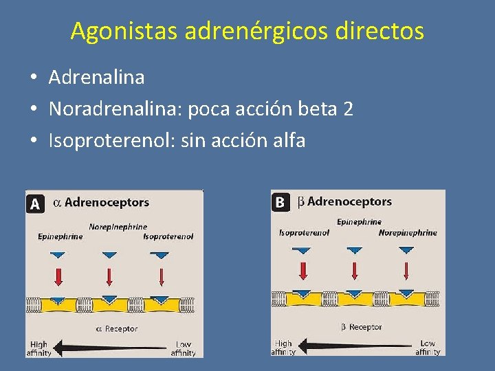 Agonistas adrenérgicos directos • Adrenalina • Noradrenalina: poca acción beta 2 • Isoproterenol: sin