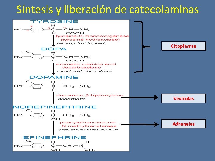 Síntesis y liberación de catecolaminas Citoplasma Vesículas Adrenales 