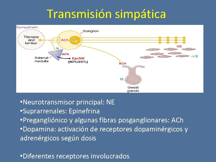 Transmisión simpática • Neurotransmisor principal: NE • Suprarrenales: Epinefrina • Pregangliónico y algunas fibras