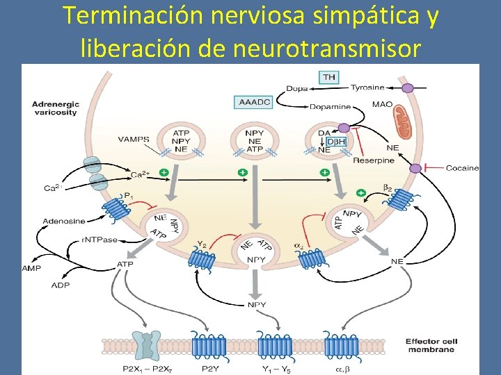 Terminación nerviosa simpática y liberación de neurotransmisor 