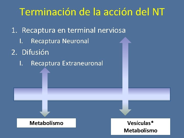 Terminación de la acción del NT 1. Recaptura en terminal nerviosa I. Recaptura Neuronal