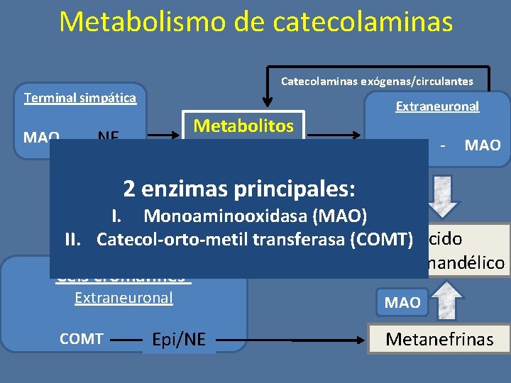 Metabolismo de catecolaminas Catecolaminas exógenas/circulantes Terminal simpática MAO Metabolitos intermedios NE Extraneuronal COMT -