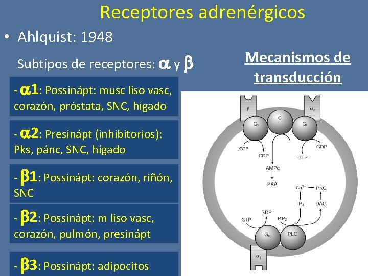 Receptores adrenérgicos • Ahlquist: 1948 Subtipos de receptores: y - 1: Possinápt: musc liso