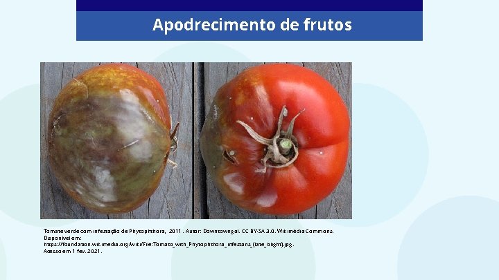 Apodrecimento de frutos Tomate verde com infestação de Phytophthora, 2011. Autor: Downtowngal. CC BY-SA