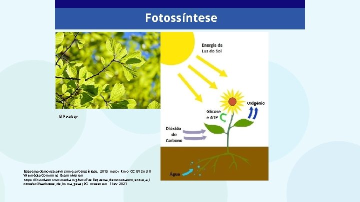 Fotossíntese © Pixabay Esquema demonstrativo sobre a fotossíntese, 2015. Autor: Roro. CC BY-SA 3.