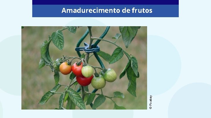 © Pixabay Amadurecimento de frutos 