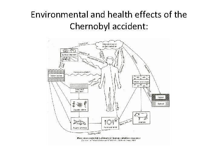 Environmental Impacts of the Chernobyl Disaster Sara Hebden