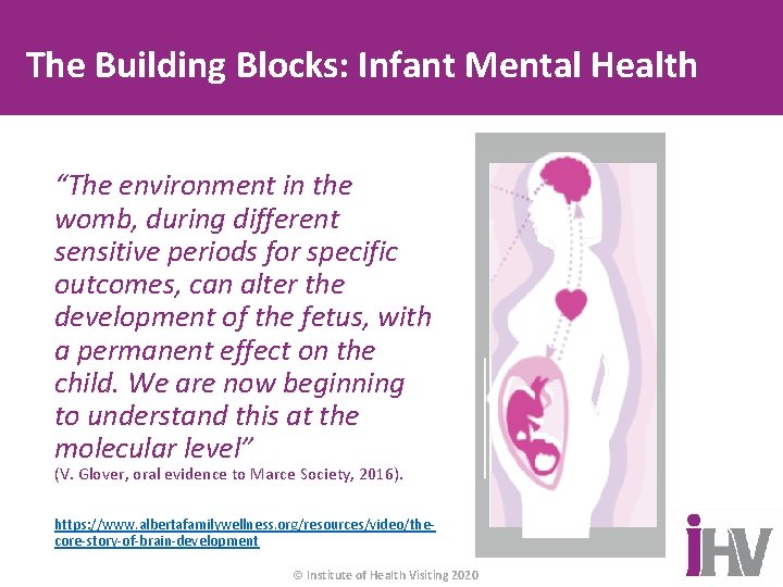The Building Blocks: Infant Mental Health “The environment in the womb, during different sensitive