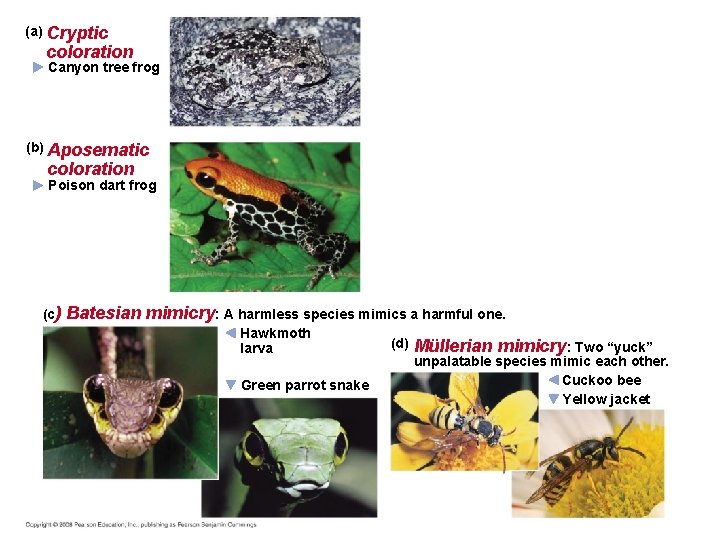 (a) Cryptic coloration Canyon tree frog (b) Aposematic coloration Poison dart frog (c) Batesian