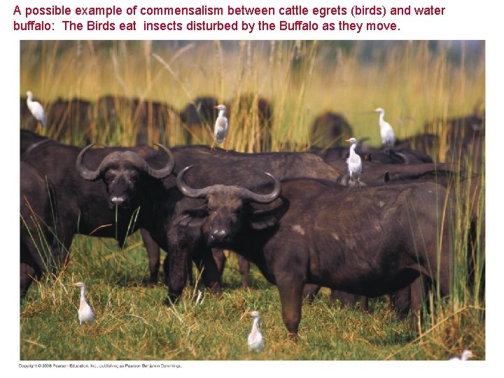 A possible example of commensalism between cattle egrets (birds) and water buffalo: The Birds