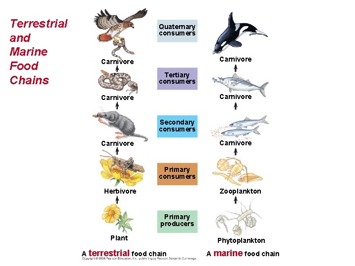 Terrestrial and Marine Food Chains Quaternary consumers Carnivore Tertiary consumers Carnivore Secondary consumers Carnivore