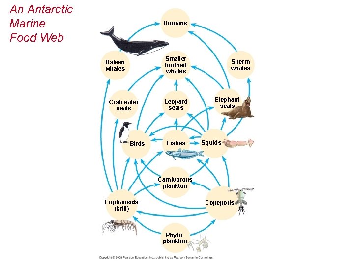 An Antarctic Marine Food Web Humans Smaller toothed whales Baleen whales Crab-eater seals Birds