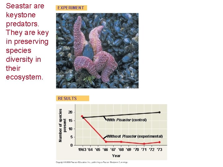 EXPERIMENT RESULTS Number of species present Seastar are keystone predators. They are key in