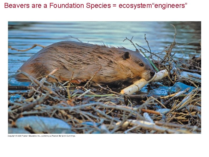 Beavers are a Foundation Species = ecosystem“engineers” 