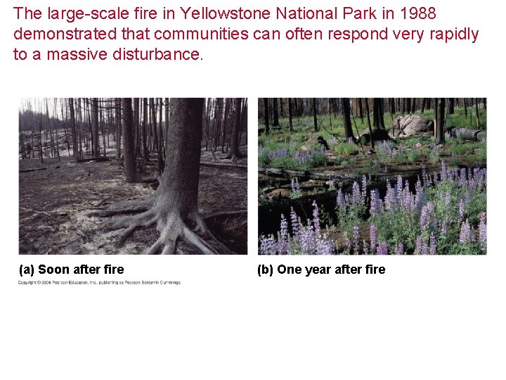 The large-scale fire in Yellowstone National Park in 1988 demonstrated that communities can often
