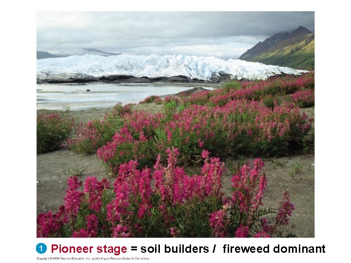 1 Pioneer stage = soil builders / fireweed dominant 