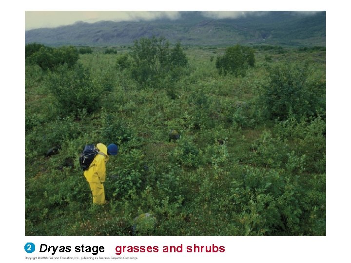 2 Dryas stage grasses and shrubs 