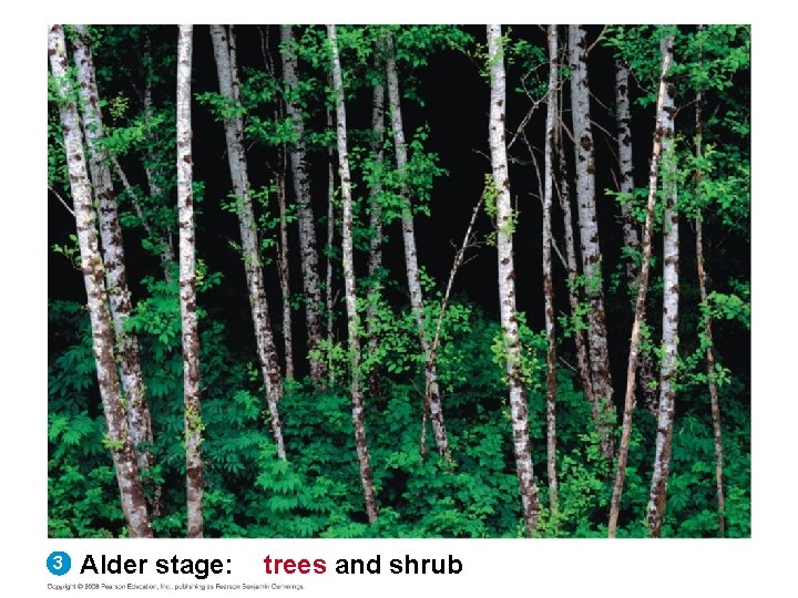 3 Alder stage: trees and shrub 