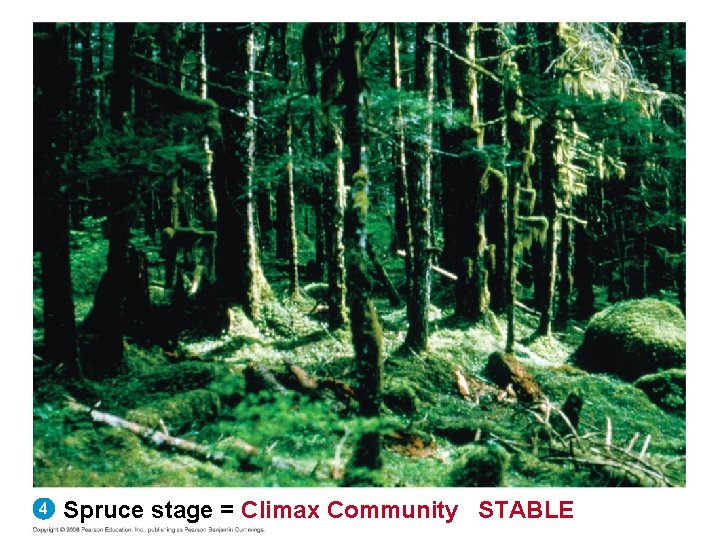 4 Spruce stage = Climax Community STABLE 