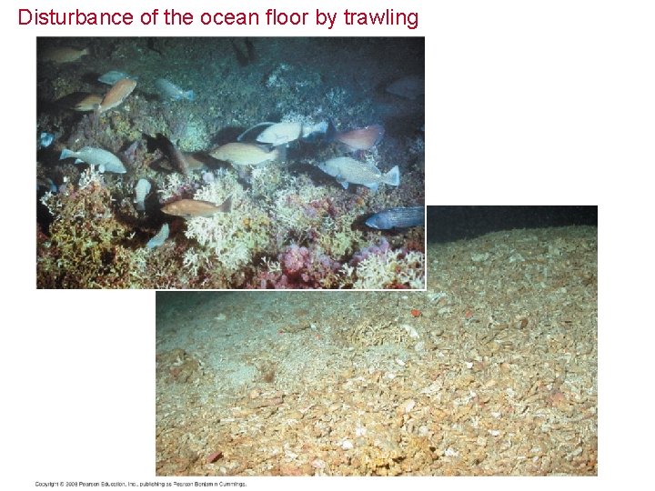 Disturbance of the ocean floor by trawling 