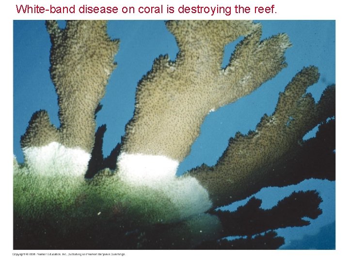 White-band disease on coral is destroying the reef. 