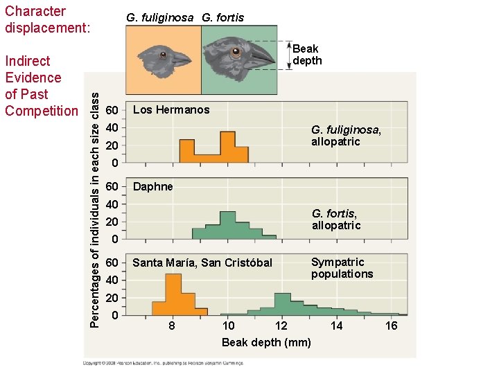 Character displacement: Beak depth Percentages of individuals in each size class Indirect Evidence of