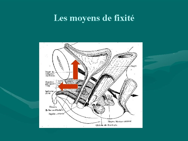 Les moyens de fixité 