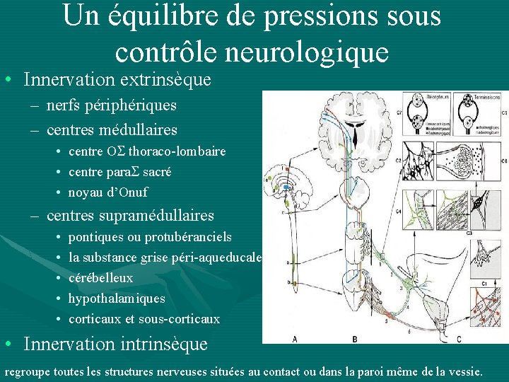 Un équilibre de pressions sous contrôle neurologique • Innervation extrinsèque – nerfs périphériques –