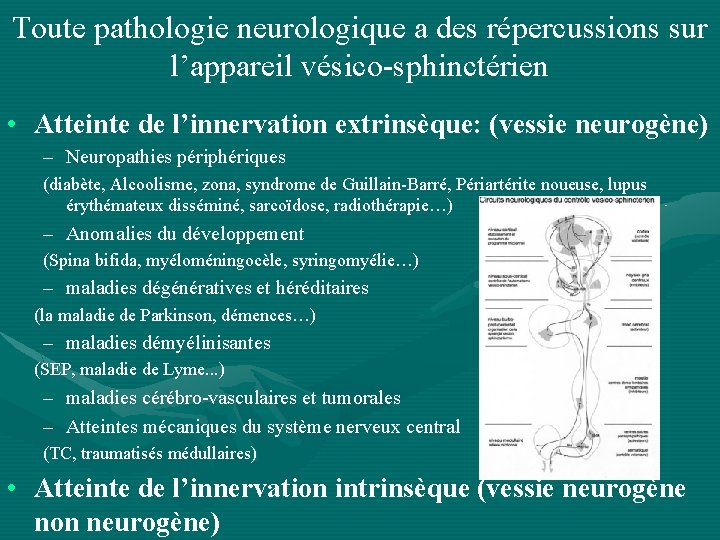 Toute pathologie neurologique a des répercussions sur l’appareil vésico-sphinctérien • Atteinte de l’innervation extrinsèque: