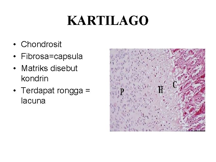 KARTILAGO • Chondrosit • Fibrosa=capsula • Matriks disebut kondrin • Terdapat rongga = lacuna