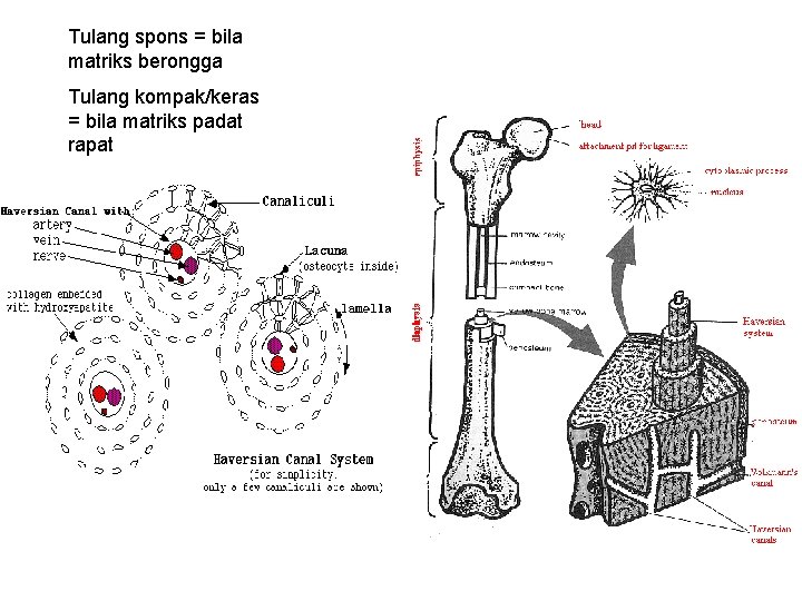Tulang spons = bila matriks berongga Tulang kompak/keras = bila matriks padat rapat 