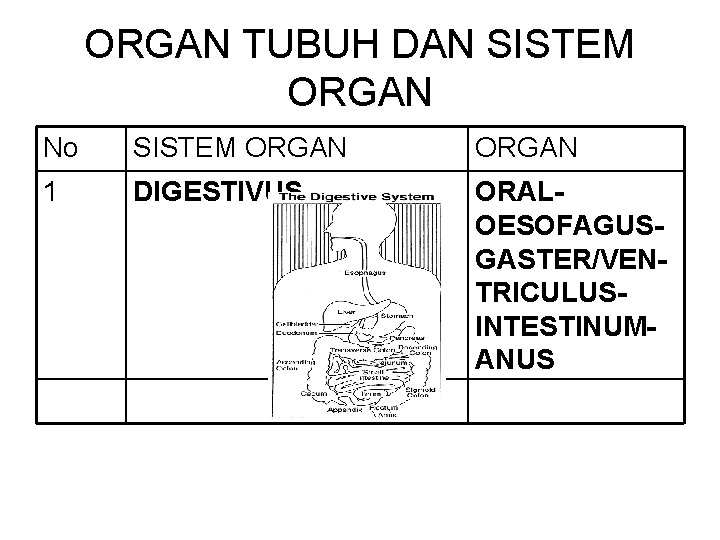 ORGAN TUBUH DAN SISTEM ORGAN No SISTEM ORGAN 1 DIGESTIVUS ORALOESOFAGUSGASTER/VENTRICULUSINTESTINUMANUS 