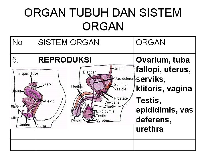 ORGAN TUBUH DAN SISTEM ORGAN No SISTEM ORGAN 5. REPRODUKSI Ovarium, tuba fallopi, uterus,