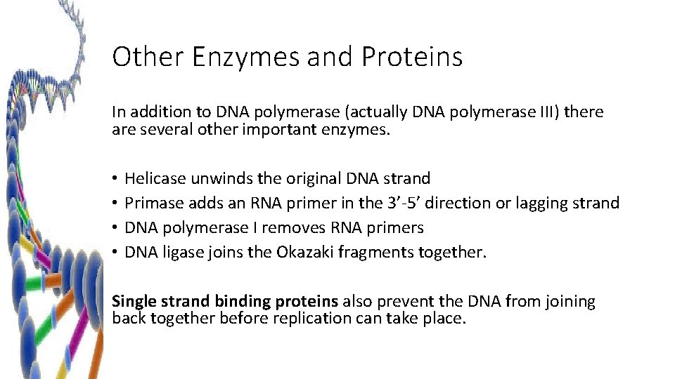 Other Enzymes and Proteins In addition to DNA polymerase (actually DNA polymerase III) there