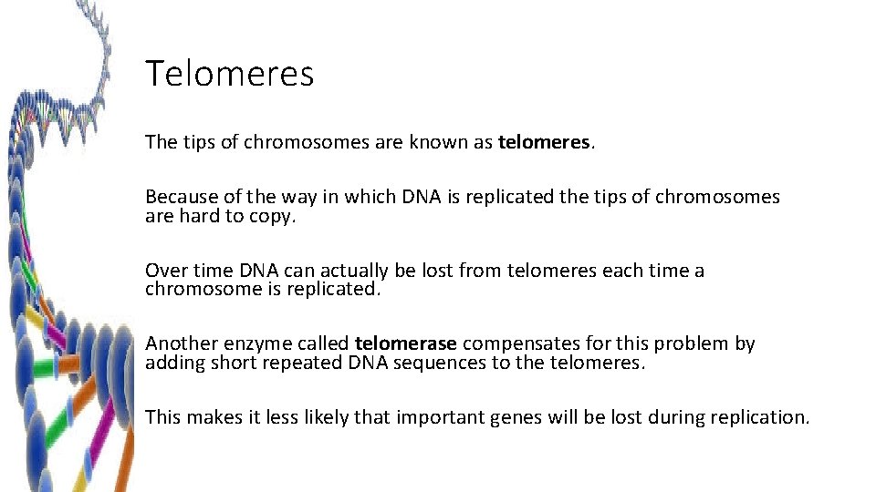 Telomeres The tips of chromosomes are known as telomeres. Because of the way in