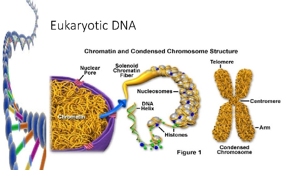 Eukaryotic DNA 