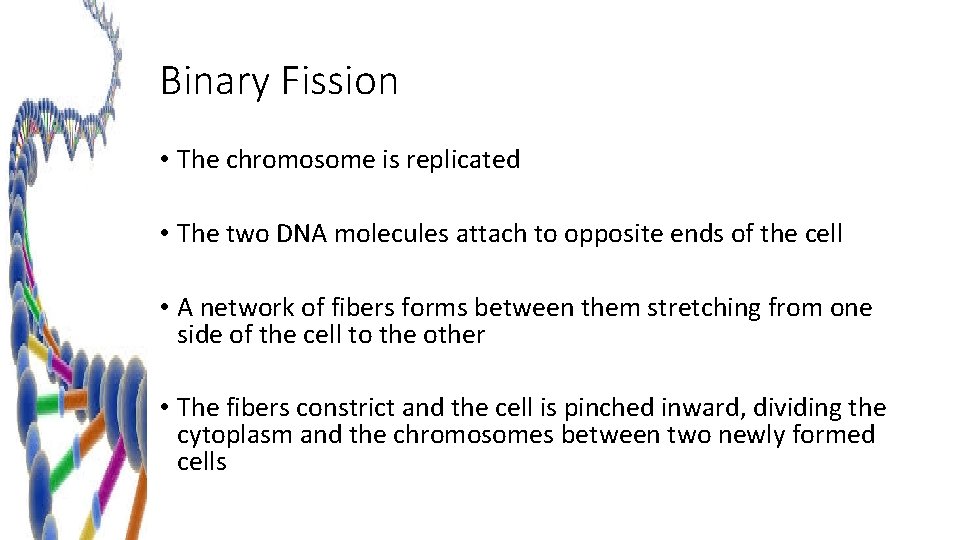 Binary Fission • The chromosome is replicated • The two DNA molecules attach to