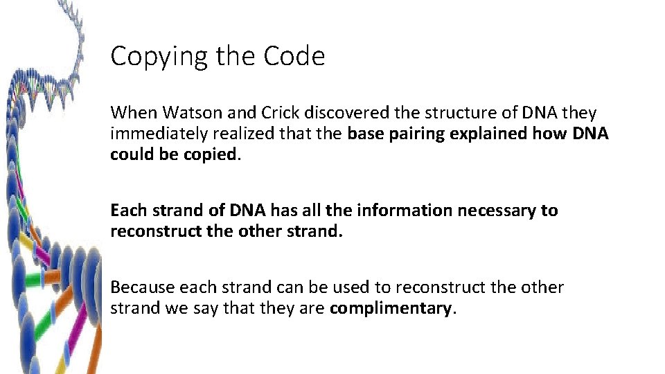 Copying the Code When Watson and Crick discovered the structure of DNA they immediately