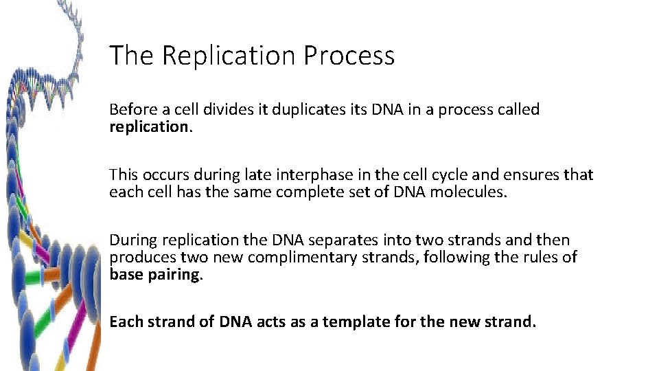 The Replication Process Before a cell divides it duplicates its DNA in a process