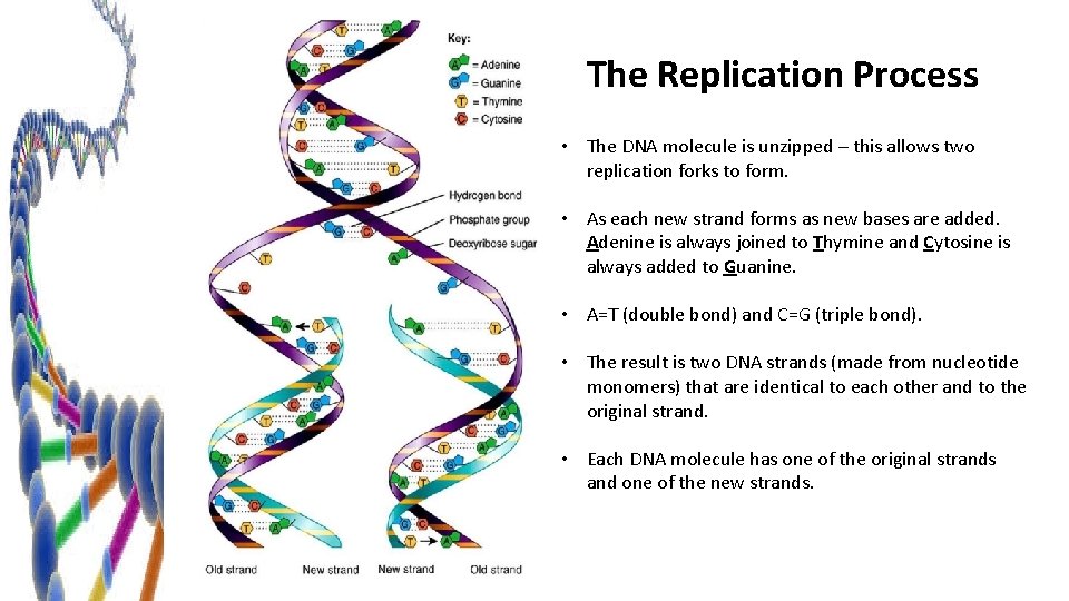 The Replication Process • The DNA molecule is unzipped – this allows two replication