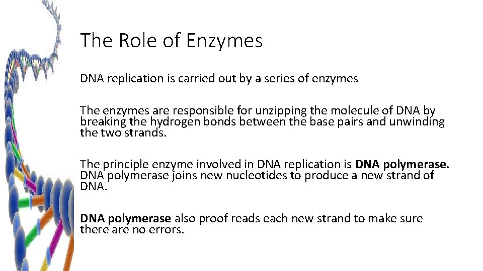 The Role of Enzymes DNA replication is carried out by a series of enzymes