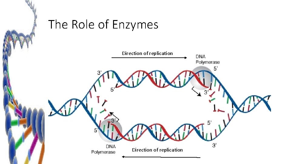 The Role of Enzymes Direction of replication 