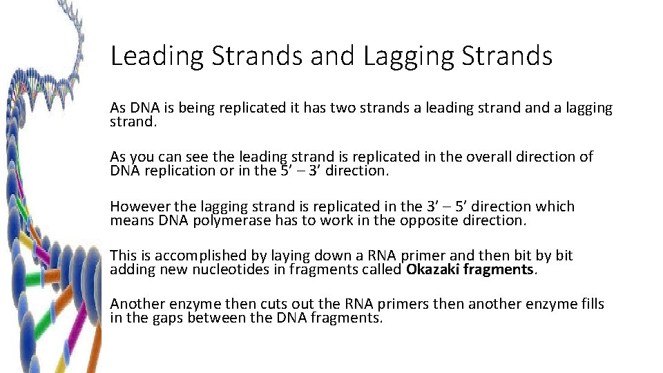 Leading Strands and Lagging Strands As DNA is being replicated it has two strands