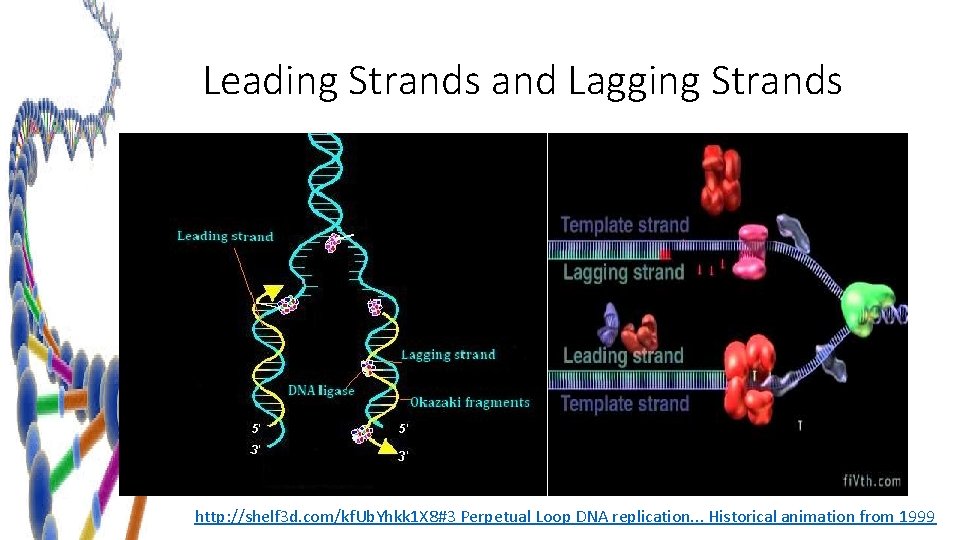 Leading Strands and Lagging Strands http: //shelf 3 d. com/kf. Ub. Yhkk 1 X