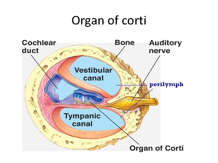 Organ of corti 